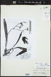 Oncidium stenoglossum image
