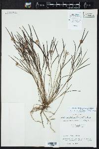 Elleanthus graminifolius image