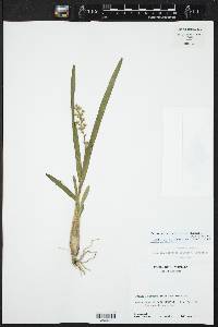 Prosthechea ochracea image