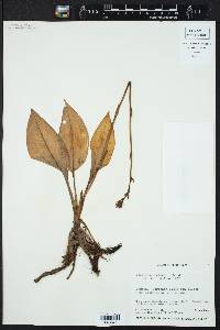 Ponthieva petiolata image