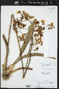 Oncidium tenuipes image