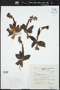 Ophrys sphegodes subsp. atrata image