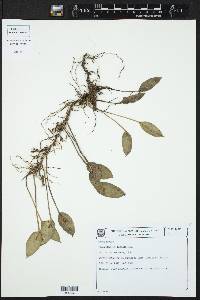 Acianthera luteola image