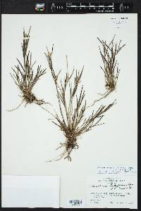 Elleanthus graminifolius image