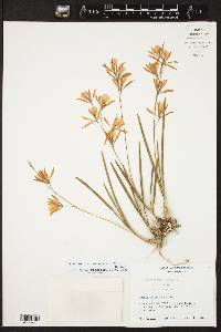 Encyclia bractescens image