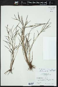 Elleanthus graminifolius image