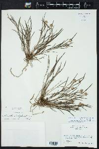 Elleanthus graminifolius image