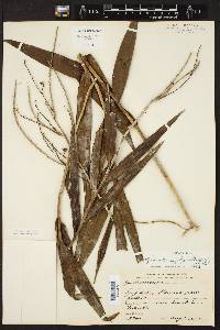 Epidendrum polyanthum image
