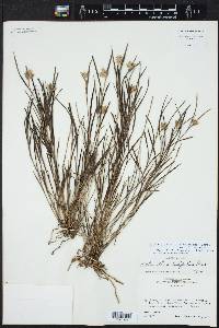Elleanthus graminifolius image