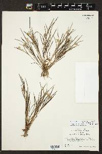 Elleanthus graminifolius image
