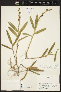 Epidendrum rigidum image