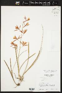 Encyclia bractescens image