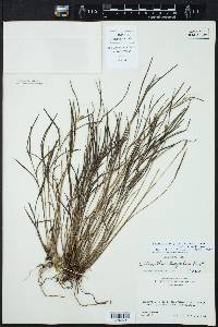 Elleanthus graminifolius image