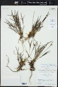 Elleanthus graminifolius image