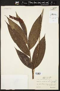 Media resource of Elleanthus oliganthus
