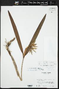 Prosthechea baculus image