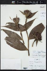 Elleanthus cynarocephalus image