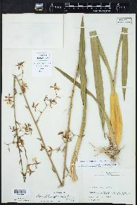 Oncidium sphacelatum image