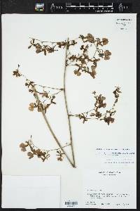 Oncidium tenuipes image