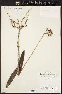 Epidendrum anceps image