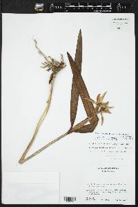 Prosthechea baculus image