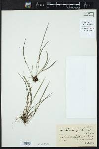 Octomeria gracilis image