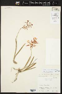 Encyclia bractescens image