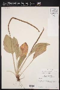 Plantago rugelii image