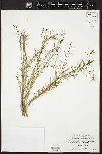 Stillingia linearifolia image