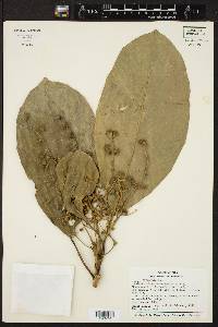 Tetrorchidium macrophyllum image