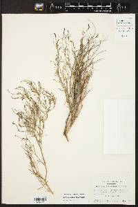 Stillingia linearifolia image