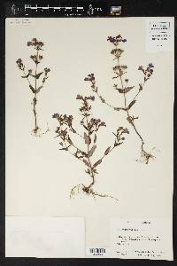 Collinsia violacea image