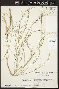 Stillingia linearifolia image