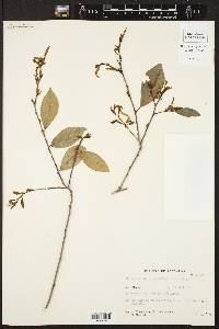Sebastiania commersoniana image