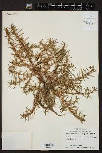 Rotala ramosior image