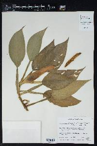 Philodendron aurantiifolium image