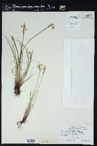 Sisyrinchium campestre image