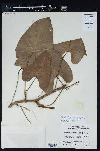 Philodendron hederaceum image