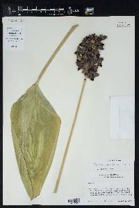 Thalia dealbata image