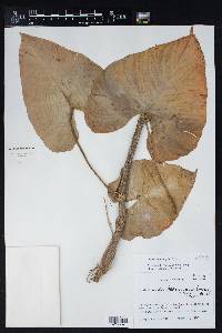 Philodendron jacquinii image