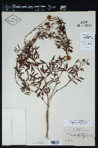 Neptunia lutea image