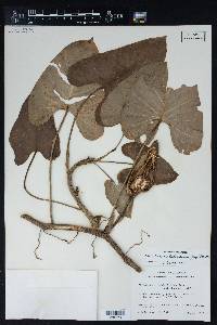 Philodendron hederaceum image