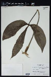 Philodendron tripartitum image