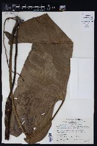 Image of Philodendron acutatum