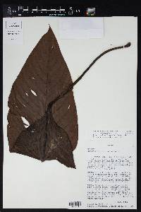 Philodendron roseospathum image