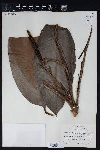 Rhodospatha wendlandii image