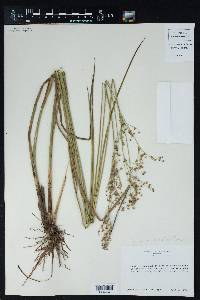 Juncus nodatus image