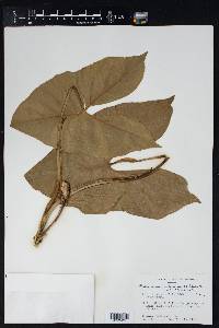 Montrichardia arborescens image