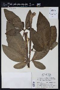 Syngonium auritum image