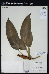 Philodendron schottii subsp. talamancae image